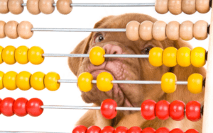 Dog counting on an abacus