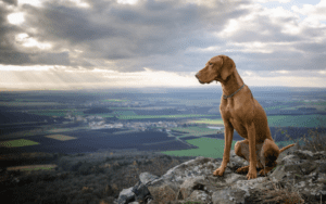 Dog on mountain success metaphor