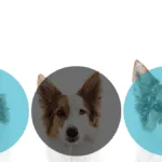 Dog growing up - accounting for start up business metaphor